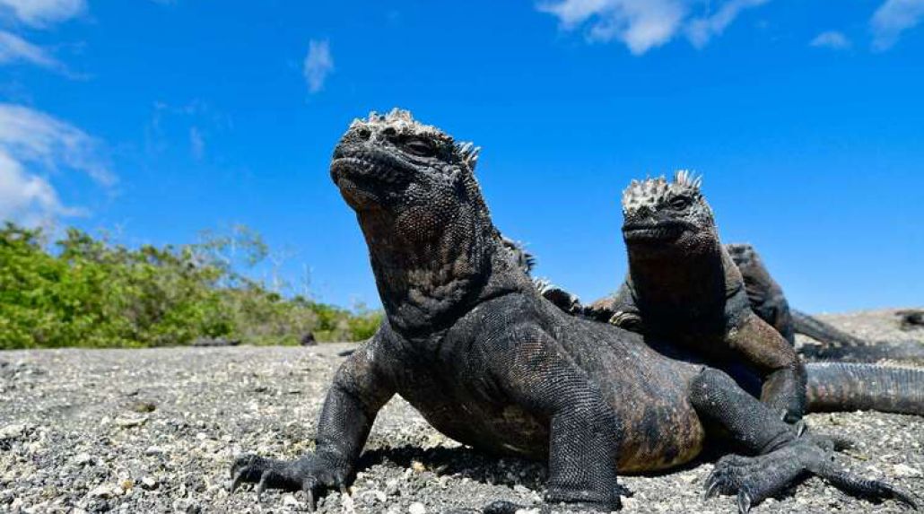 Sail the Galápagos and Save